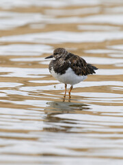 Turnstone, Arenaria interpres