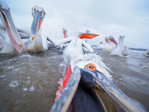Dalmatian Pelican (Pelecanus crispus) Feeding Close Up in Lake Water