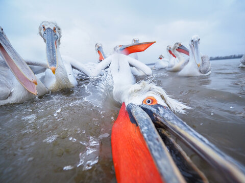 Funny wide-angle close-up of Dalmatian Pelicans (Pelecanus crispus) swimming and opening beaks towards camera, Lake Kerkini, Greece