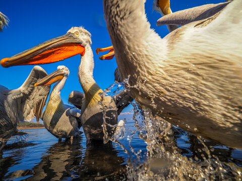 Dynamic wide-angle close-up of Dalmatian Pelicans (Pelecanus crispus) with splashing water and open beaks, Lake Kerkini, Greece