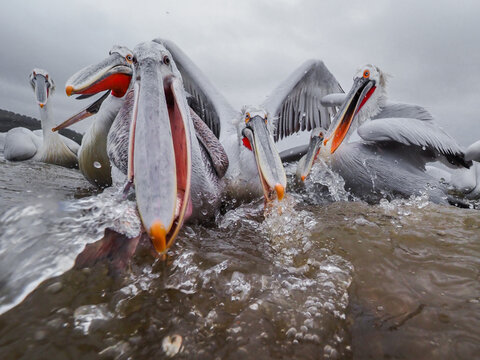Aggressive Close-Up of Dalmatian Pelicans with Open Beaks in the Freezing Waters of Lake Kerkini, Greece, During Winter.