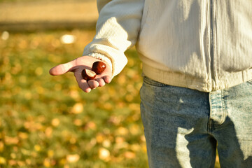 A mans hand gently holds a freshly fallen horse chestnut, symbolizing autumns transition. This image captures the essence of connecting with nature and appreciating seasonal gifts. Vertical photo.