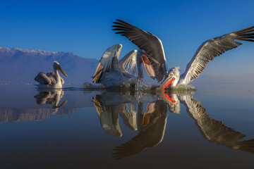 🦢 Dalmatian Pelicans on Lake Kerkini: Action and Reflection at Sunrise