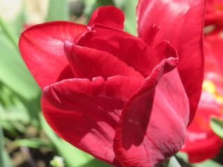 Zbliżenie na czerwony kwiat tulipana © Kumulugma