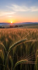 Golden Sunrise Over a Vast Wheat Field on a Clear Day