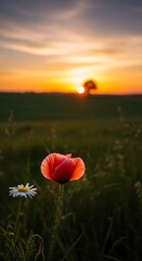 Golden Sunset Over Field with Vibrant Poppy and Delicate Daisy Flowers