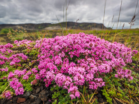 Silene acaulis with pink flowers blooming in arctic tundra on rocky Icelandic terrain under cloudy sky