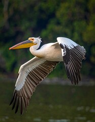 Fototapeta premium Majestic pelican in flight