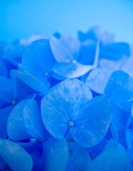 Vibrant blue hydrangea close-up