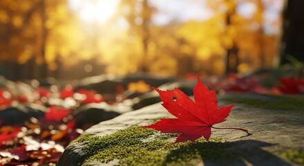 Vibrant Red Maple Leaf Rests on Mossy Rock Surrounded by Autumn Foliage