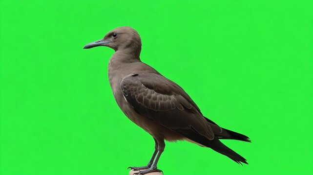 Brown noddy seabird perched against vibrant green screen backdrop, ideal for wildlife documentaries and nature films, seamless chroma key footage
