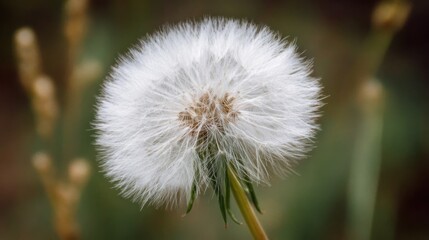 Obraz premium A delicate dandelion seed head blooms in a lush green field during a sunny spring afternoon. Its fluffy seeds are ready to disperse in the gentle breeze.