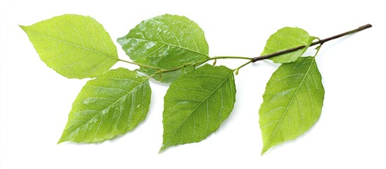 Naklejka premium Fresh green leaves on a branch, isolated against white