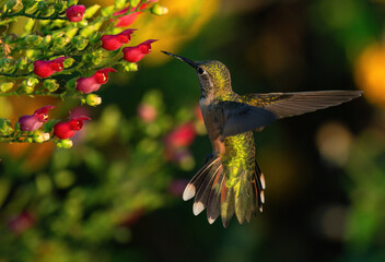 A female Broad-tailed Hummingbird pulls back her wings and spreads out her tail feathers while hovering near the red flowers of a figwort plant called Red Birds in a Tree.