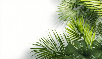 Tropical foliage border against white backdrop