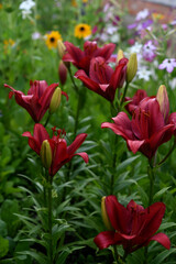 Red lilies with stripes close-up. Beautiful bright red lilies in the garden in summer. A large lily flower.