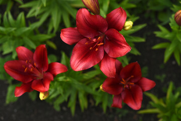 Red lilies with stripes close-up. Beautiful bright red lilies in the garden in summer. A large lily flower.