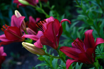 Red lilies with stripes close-up. Beautiful bright red lilies in the garden in summer. A large lily flower.