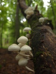 Mushrooms on a tree
