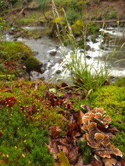 stream in the forest