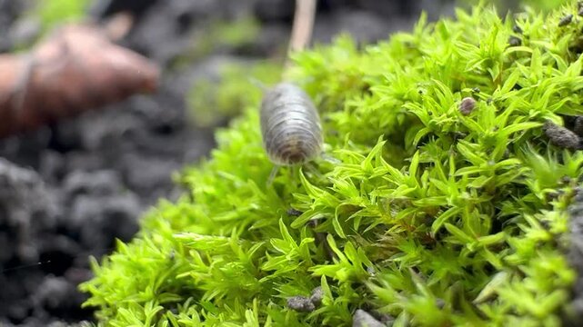 woodlice on moss