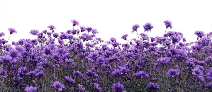 Purple flower field against a white background.  A dense field of vibrant purple flowers fills the image, with stems and foliage extending toward the viewer