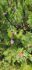 Pine Branches With Young Cones and Green Needles in a Sunny Outdoor Setting