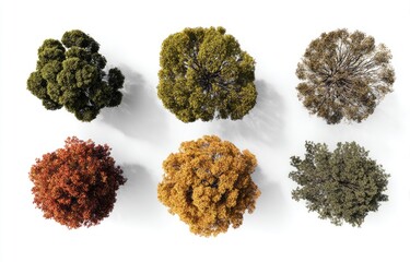 Six trees in various autumnal colors, top-down view