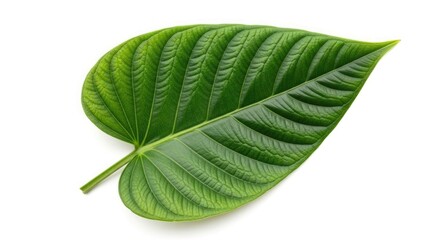 Obraz premium Green leaf with veins isolated on white background