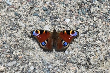 Colorful Butterfly Spreads Its Wings on a Textured Stone Surface in Natural Light