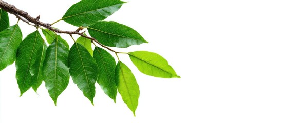 Fototapeta premium Lush green leaves on a branch against a white background (3)