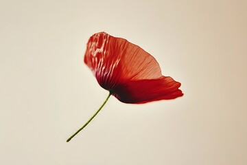 A delicate and translucent red poppy flower with a green stem, captured in a soft, minimalist studio shot on a beige background.