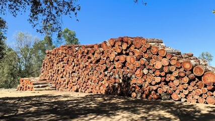 Limpieza de cauces y rios con tala de arboles foráneos 