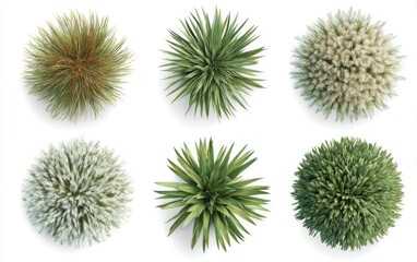 Obraz premium Six overhead views of various types of small ornamental plants. Each plant displays a full, rounded form, with detailed textures and colors. The plants are isolated against a pure white background