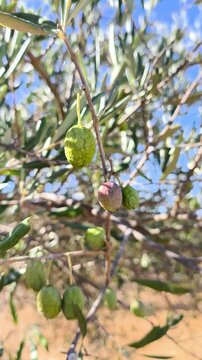 Aceituna seca por falta de lluvias