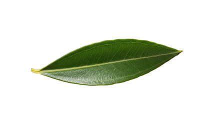 Organic Green Leaf with Detailed Veins Isolated on a Black Studio Background