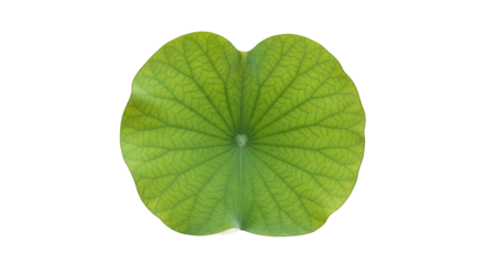 Vibrant Green Lotus Leaf with Detailed Veins Isolated on Black Background