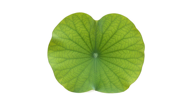 Vibrant Green Lotus Leaf with Detailed Veins Isolated on Black Background