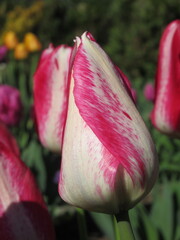 Zbliżenie na biało-czerwone kwiaty tulipana © Kumulugma