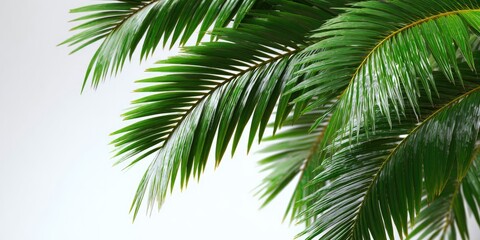 Fototapeta premium Lush green palm fronds against a white background