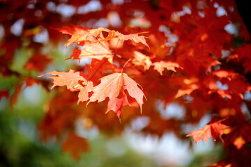Fall Leaves in Ottawa, Canada