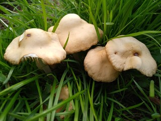 Marasmius oreades Mushrooms in a Meadow Habitat