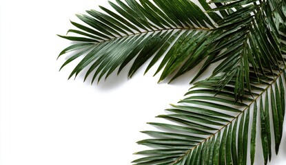 Close-up of vibrant green palm fronds against a stark white background