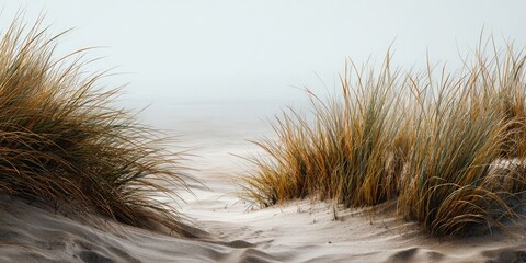 Coastal dune grasses in soft light