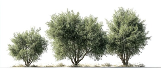 Fototapeta premium Group of light green trees against white background