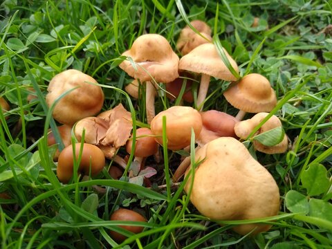 Fairy Ring Mushrooms in the Meadow &ndash; Marasmius oreades