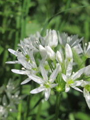Zbliżenie na białe kwiaty czosnku niedźwiedziego © Kumulugma