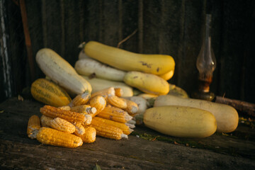 Zucchini and corn are picked and lying on the table. Autumn harvest