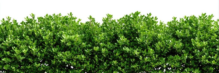 Lush green foliage hedge against white background