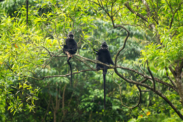A rare group of hatinh langurs in their native habitat. A black langur with a crest and a white stripe on its head. An endangered Trachypithecus hatinhensis in a Vietnamese jungle.